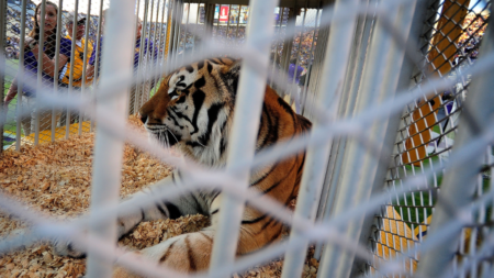 LSU bringing live tiger into Tiger Stadium for Alabama game on Saturday night, per report