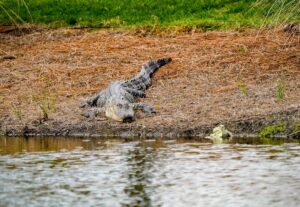 PGA Tour Cognizant Classic: Billy Horschel chases alligator off PGA National course