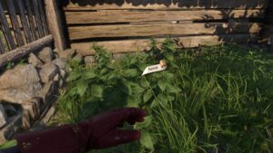 How to farm Belladonna and Nettle fast in Kingdom Come Deliverance 2