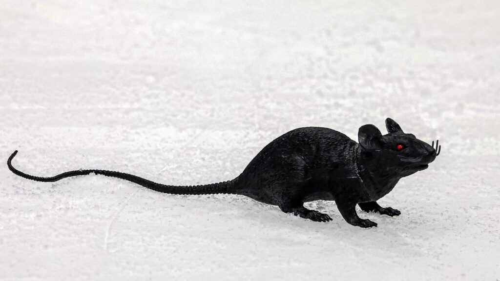 Florida Panthers fans’ rat-throwing tradition explained – NBC Sports Philadelphia