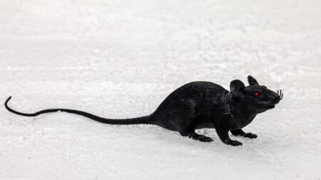 Florida Panthers fans’ rat-throwing tradition explained – NBC Sports Philadelphia