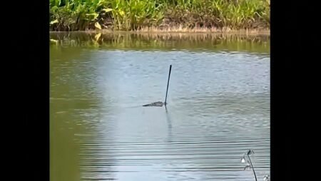 Alligator on Florida golf course takes victory lap with stolen club