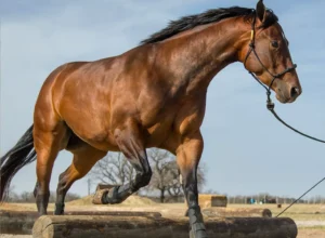 'I'll Let You Know If It Works': Can Inviting A Horse To Development Camp Help Maple Leafs Prospects Overcome Pressure?