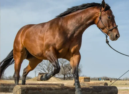 'I'll Let You Know If It Works': Can Inviting A Horse To Development Camp Help Maple Leafs Prospects Overcome Pressure?