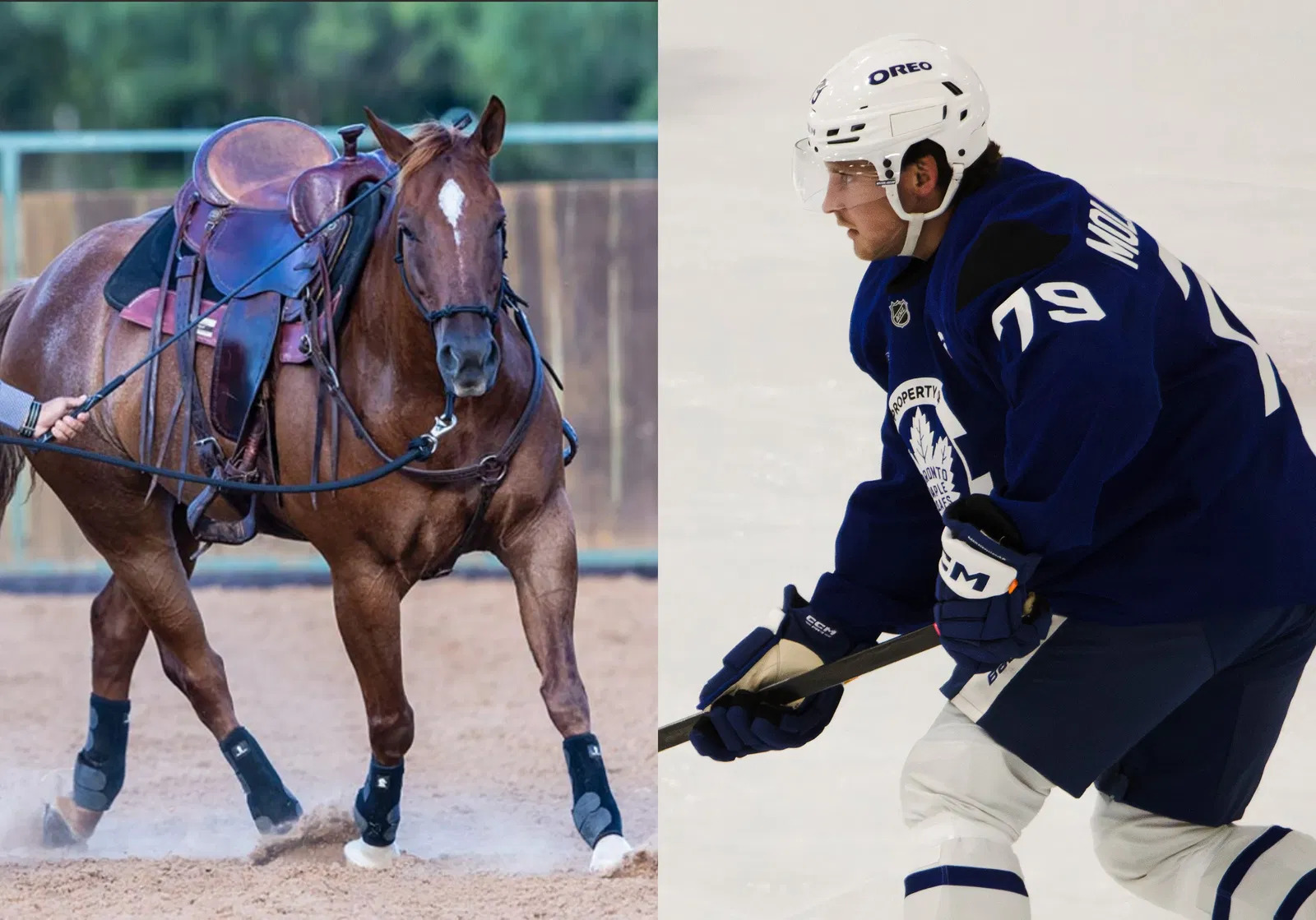 'What's This Horse About?': Maple Leafs Prospects React To Having Wild Colt At Development Camp