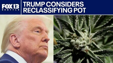 President Trump considers reclassifying marijuana in the US