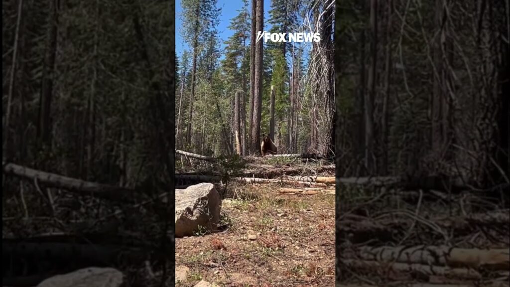 Black bear spotted by bystanders #foxnews #shorts #usa #us #bear #news #media #watch