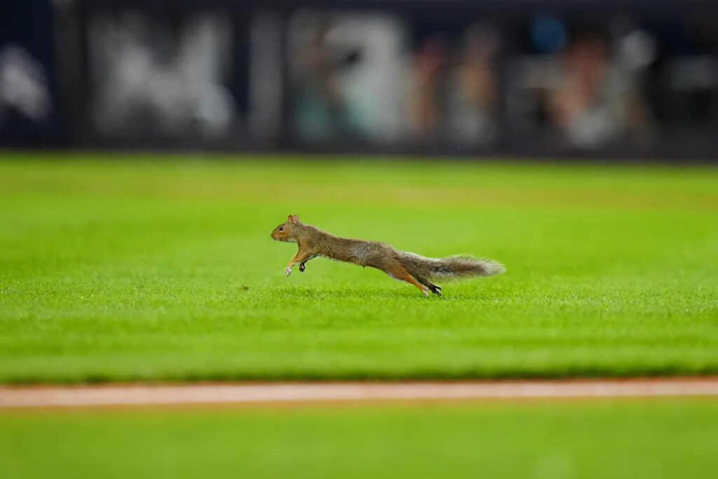 Squirrel briefly stops Yankees-Red Sox rivalry game after running onto the field at Yankee Stadium