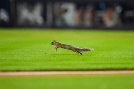 Squirrel briefly stops Yankees-Red Sox rivalry game after running onto the field at Yankee Stadium