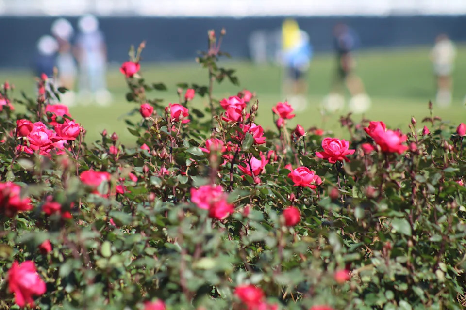 Roses grow near the 17th green as the Caddie Competition continues at The Players Championship's Wednesday practice round in Ponte Vedra Beach, Florida, on March 12, 2025. [Clayton Freeman/Florida Times-Union]