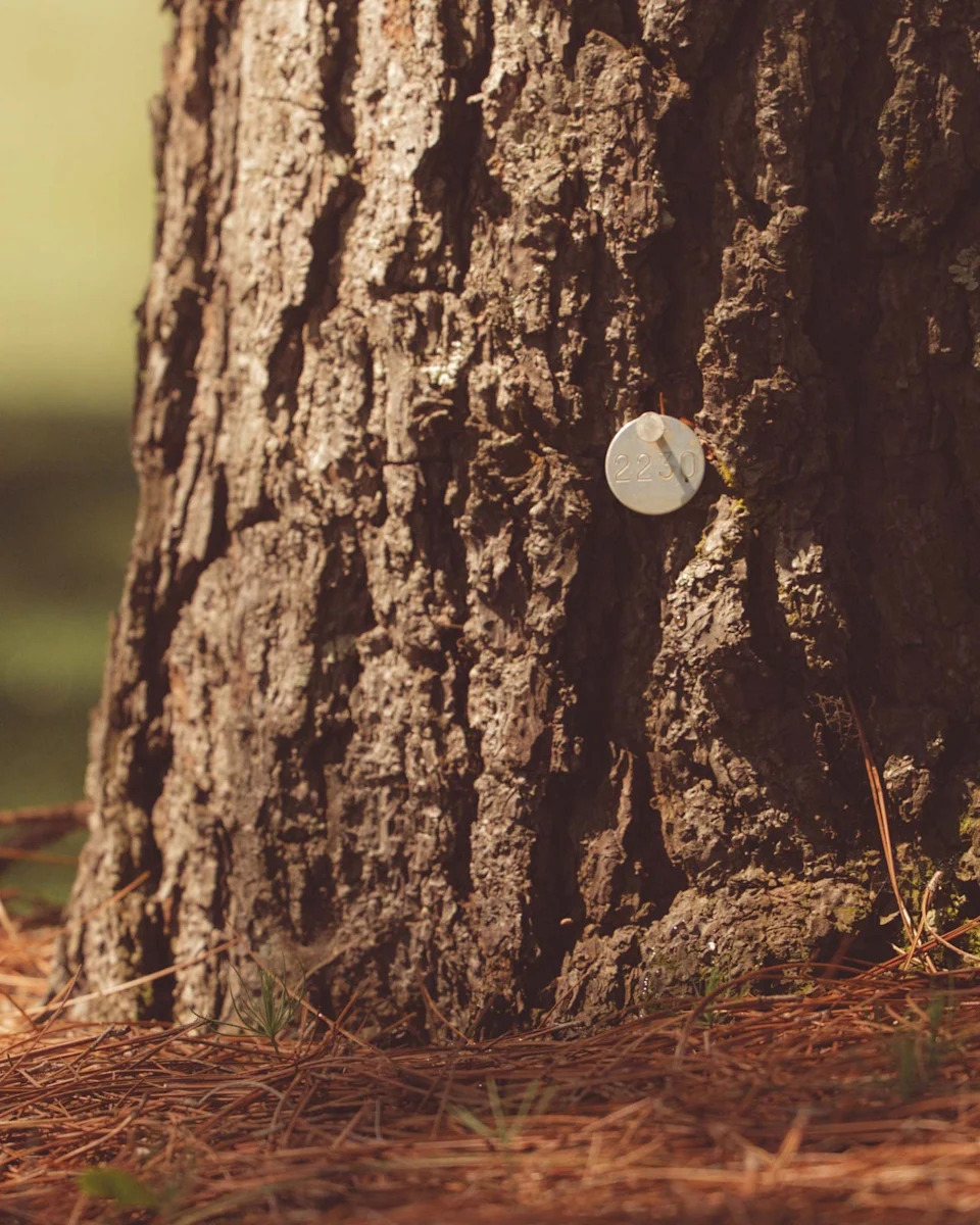 A silver coin or medallion, perhaps a keepsake from Augusta National for those who’ve walked all 18, is pinned to the rough bark of a tree trunk, with pine needles and grass scattered at its base in this softly blurred, golf-inspired forest scene.