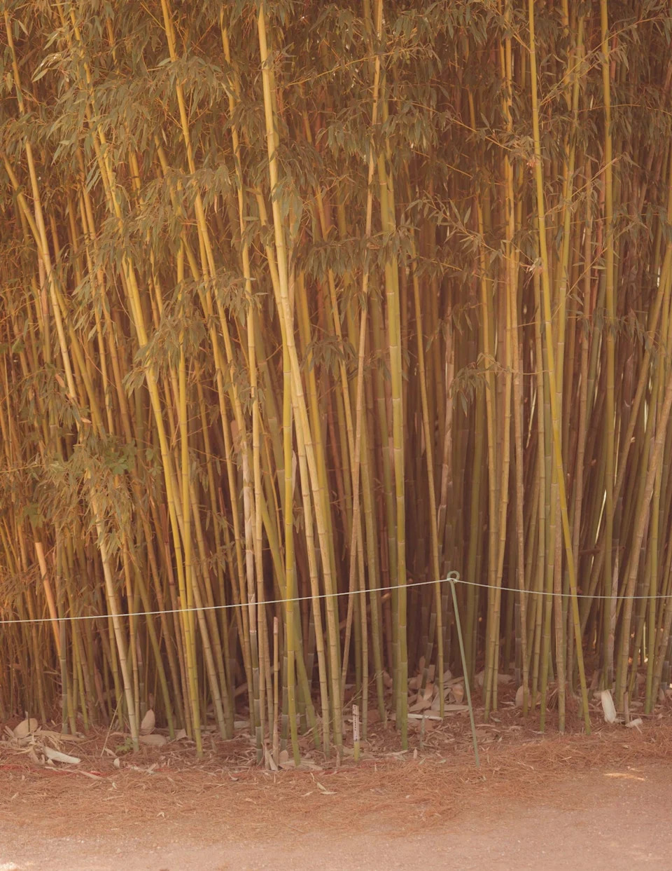 Tall, dense bamboo stalks grow closely together, their green and yellow stems reaching upward—like the fairways at Augusta National. Dry leaves and bamboo sheaths cover the ground, and a thin wire runs horizontally near the base of the plants.