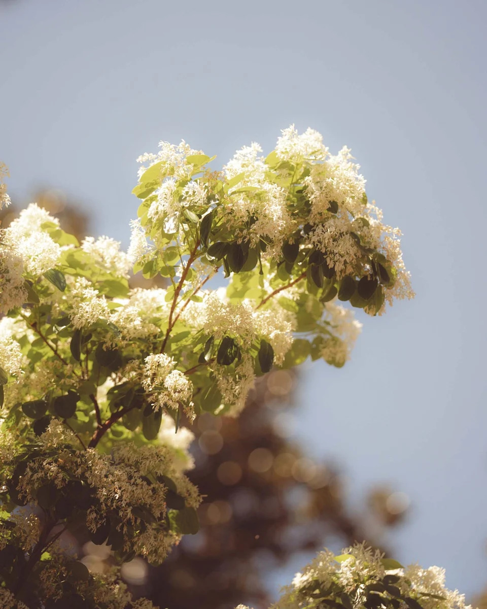 A tree branch with clusters of small white flowers and green leaves is illuminated by sunlight against a soft blue sky, evoking the serene beauty of Augusta National on a perfect golf day, with a gentle bokeh effect in the background.