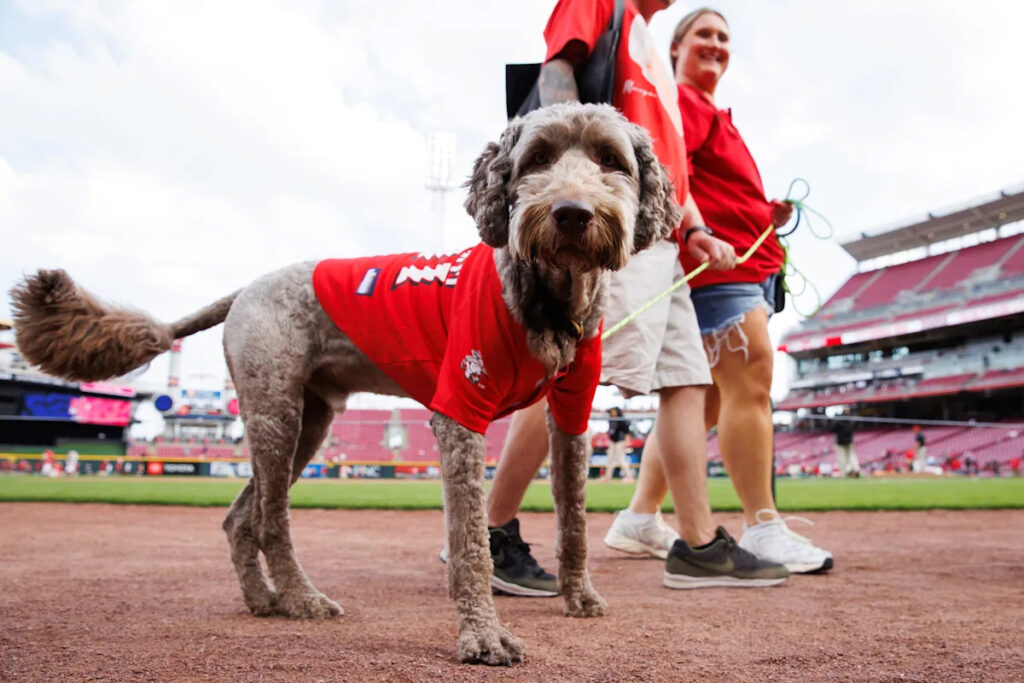 Reds blow game five different ways in crushing loss to Nationals