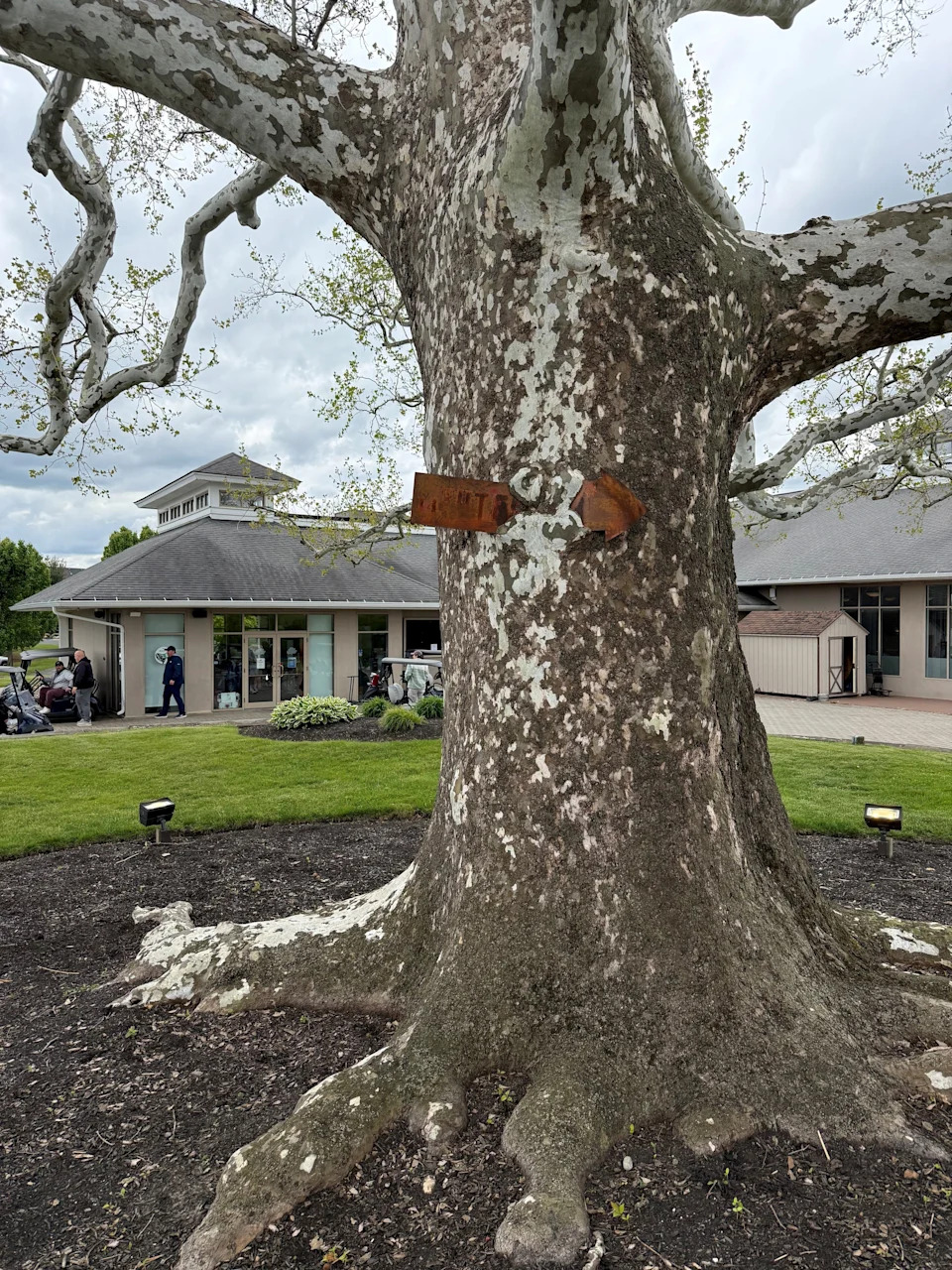 The sycamore tree outside the clubhouse at Knob Hill Golf Course