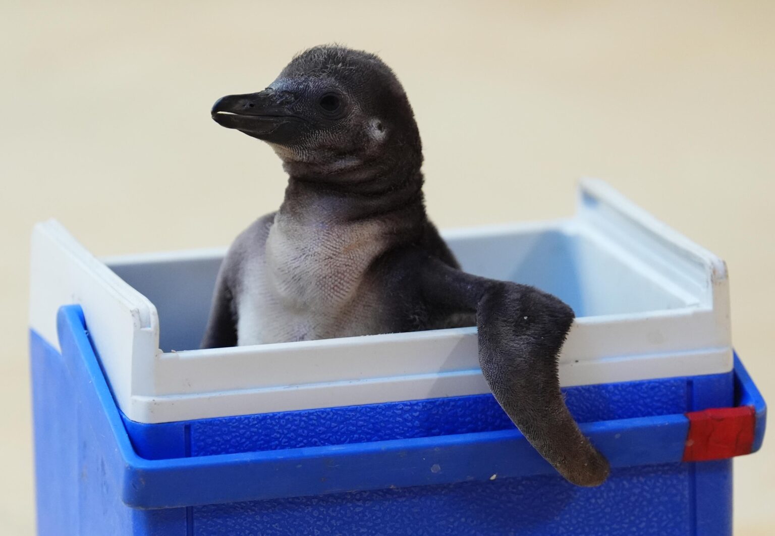 June 2026 Penguins offseason checklist June 2026 Penguins offseason checklist