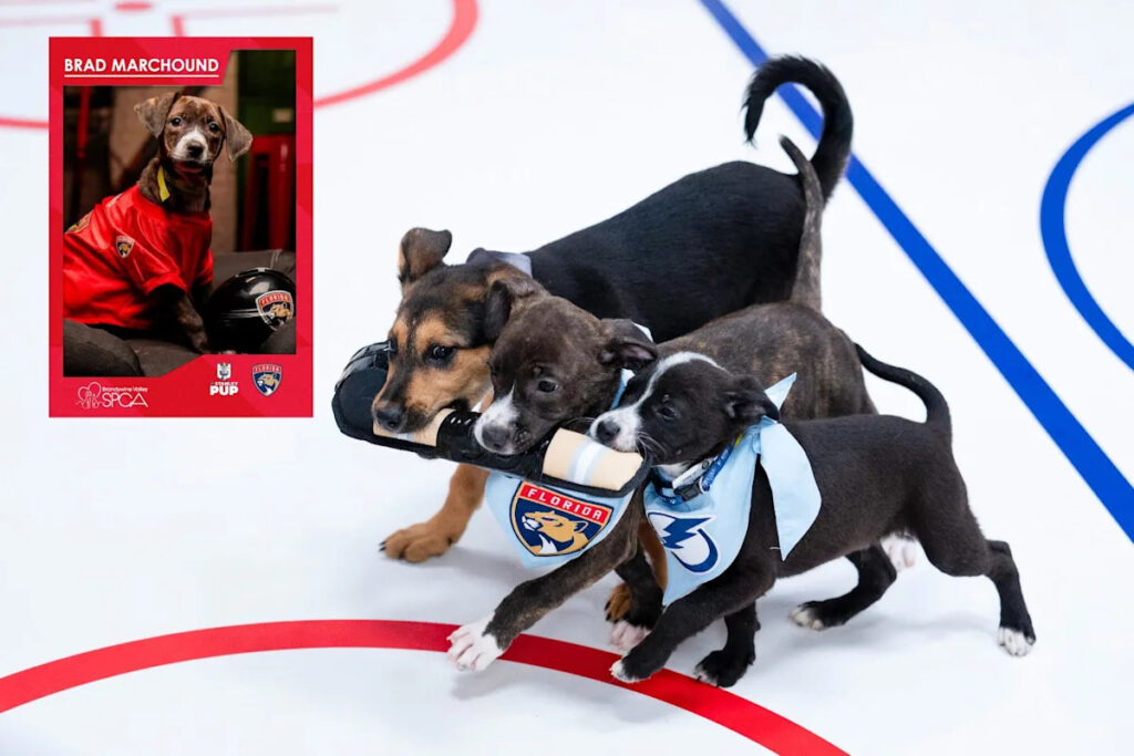 Brad Marchound To Represent Florida Panthers At 2026 Stanley Pup Brad Marchound To Represent Florida Panthers At 2026 Stanley Pup