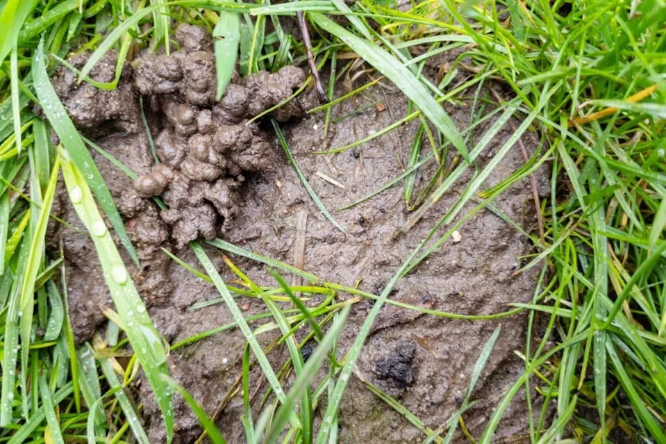 Lawn in winter with bare patches of mud and worm casting | Source: Getty Images