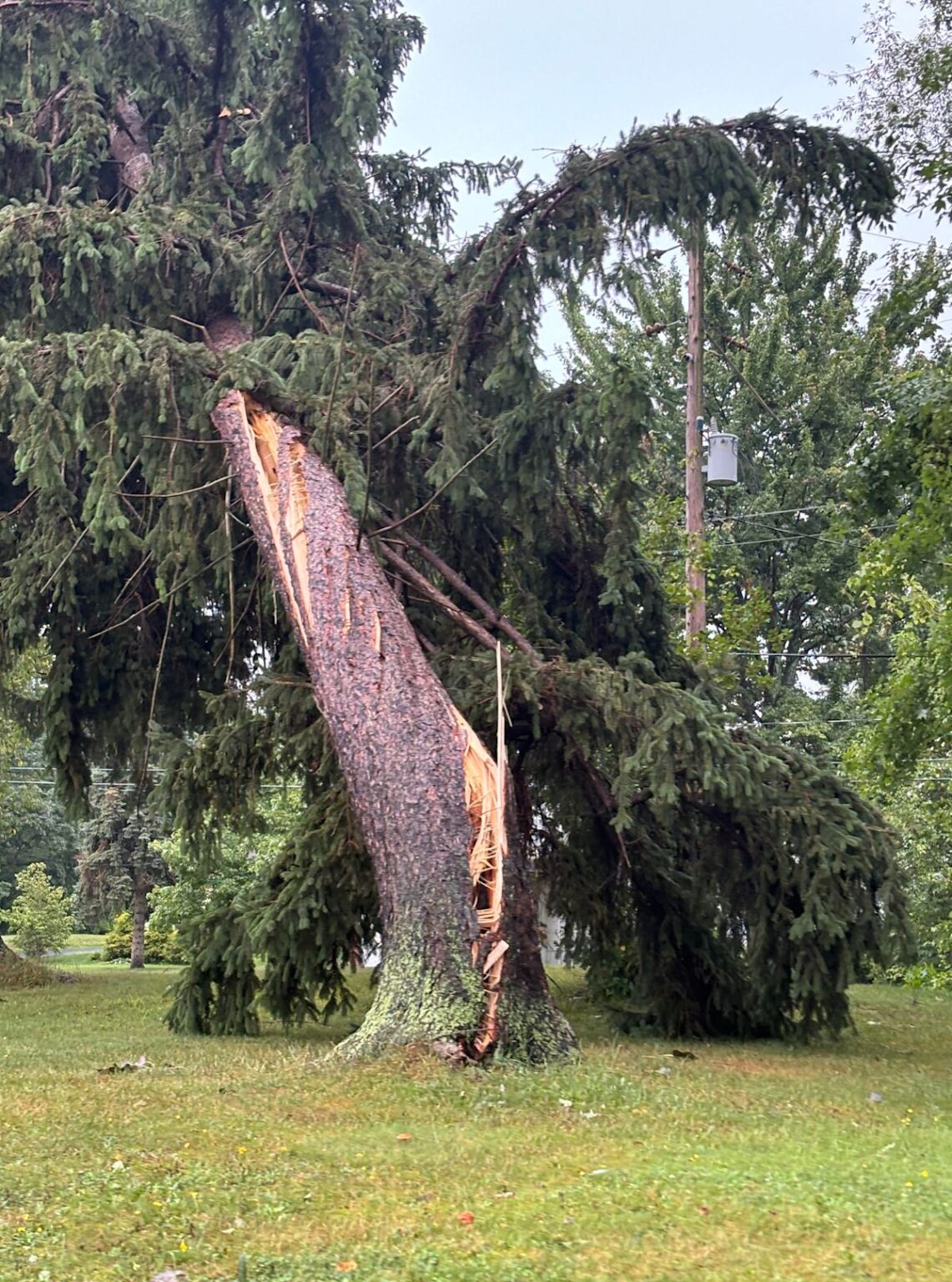Storm damages trees at country’s first golf course for those with disabilities Storm damages trees at country’s first golf course for those with disabilities